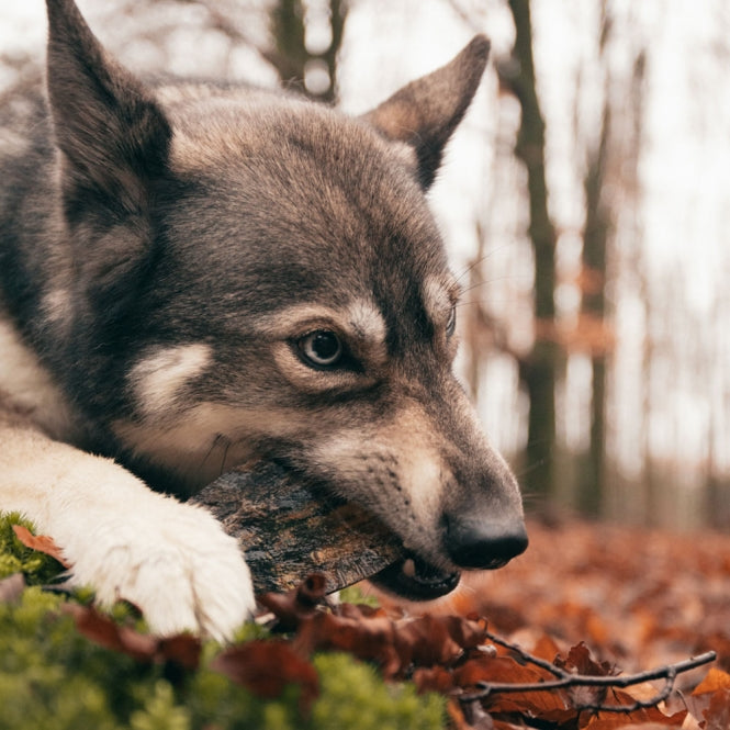 Viking twist Horn - S-Zahnpflegespielzeug-Fresspack.de