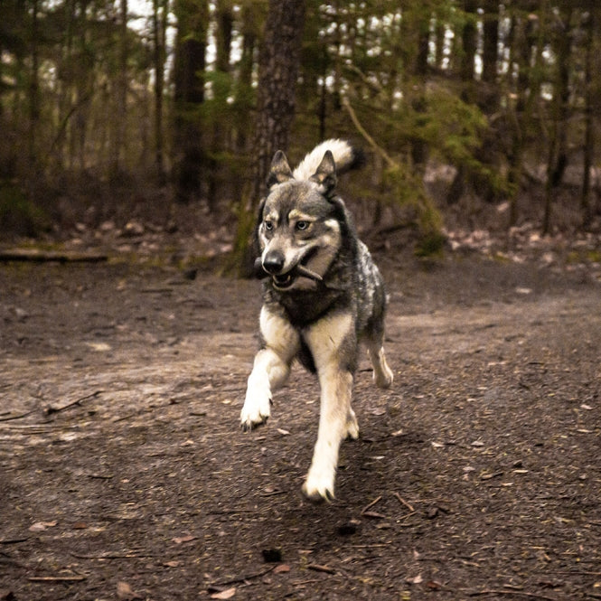 Viking Whole Horn - S-Zahnpflegespielzeug-Fresspack.de