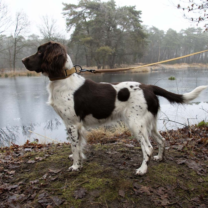 Duvoplus EXPLOR Ultimate Fit Control Halsband Classic - honey gold - L - 45-51cm-Nylonhalsbänder-Fresspack.de