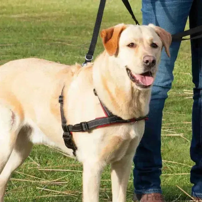 Trixie Trainingsgeschirr Lead'n'Walk Soft - M-L-Erziehungs - Hilfen-Fresspack.de